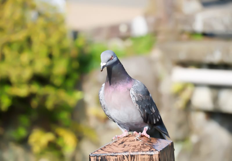 プレスリリース：【新機能追加】INST Messengerに「伝書鳩」送信機能を追加