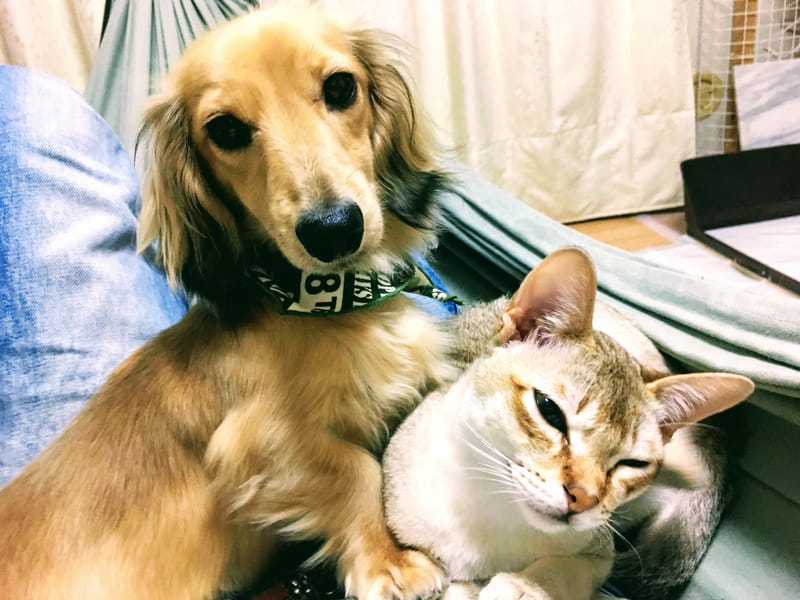 自分から「競合はいません」と言ってはいけない