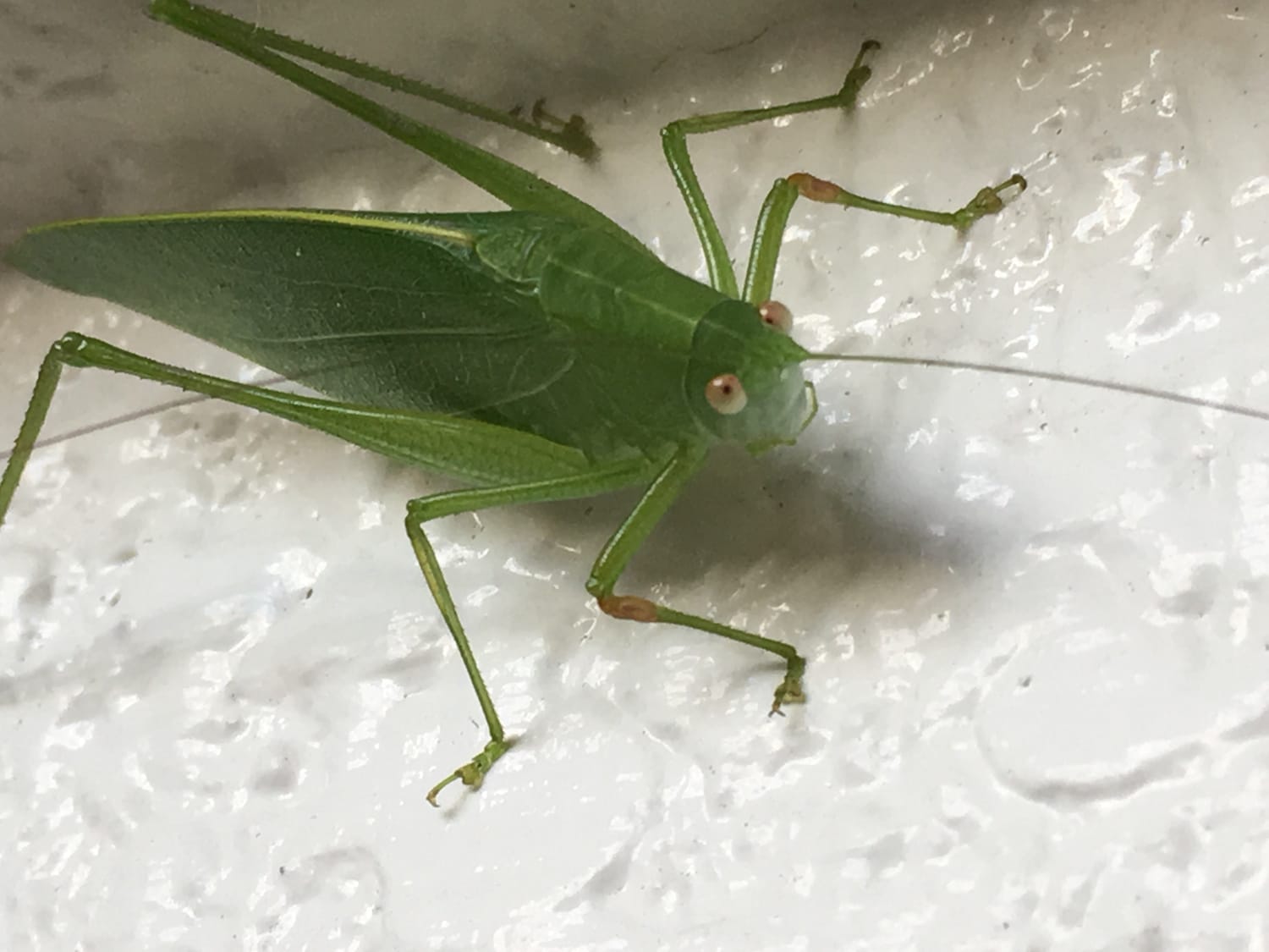 生き残るのはキリギリス人材かもしれない