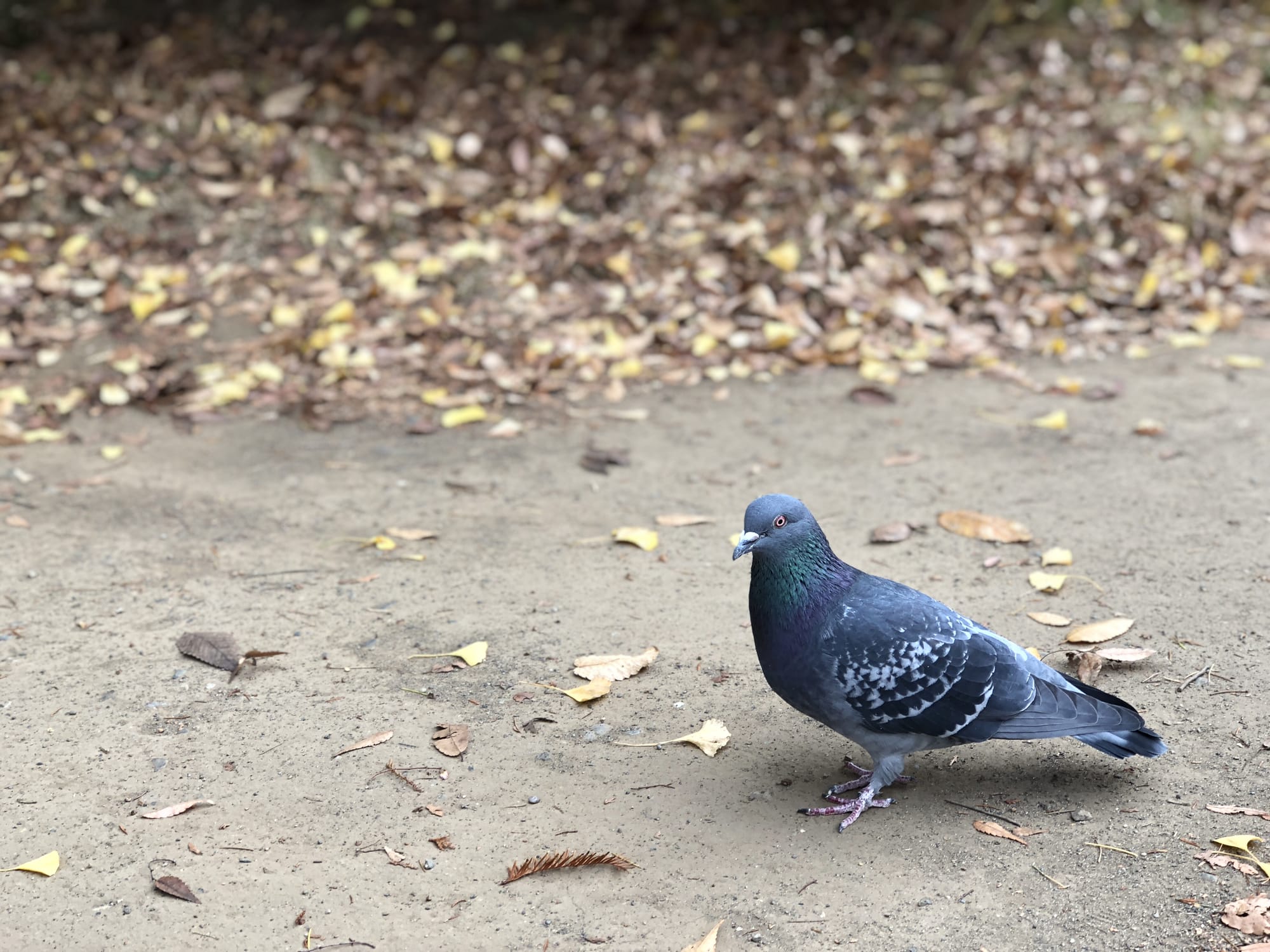 多様化の時代にまだ理念共感型採用してるの？