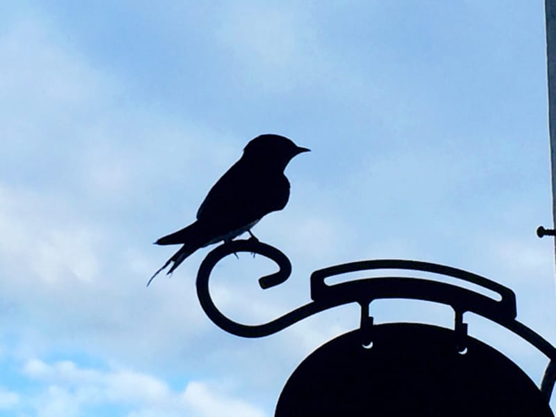 Twitterにリストラされるのは従業員だけじゃないかもしれない